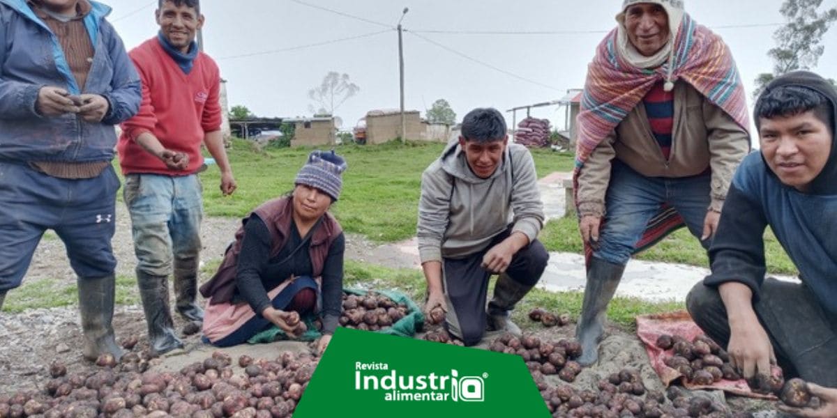 Productores de Huancamanta adoptan tecnologías para conservar calidad de la papa Revista Industria Alimentaria